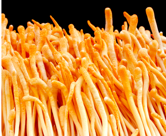 1664889295133062.png 蟲草花圖片_20221001201548.png