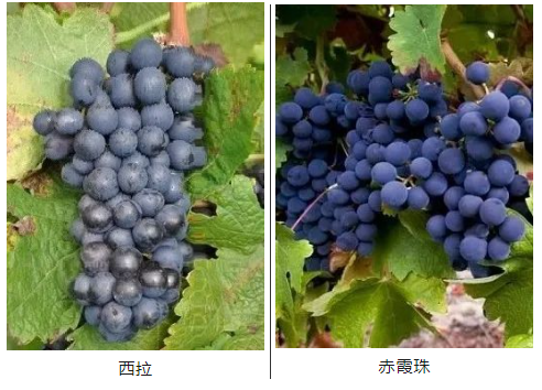 1730029215140713.png 2222圖片_20240923135344.png